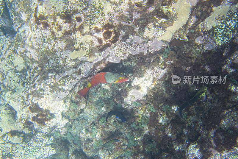 地中海鹦嘴鱼(Sparisoma cretense)，在加那利群岛的拉帕尔马，普拉亚德洛斯坎卡霍斯